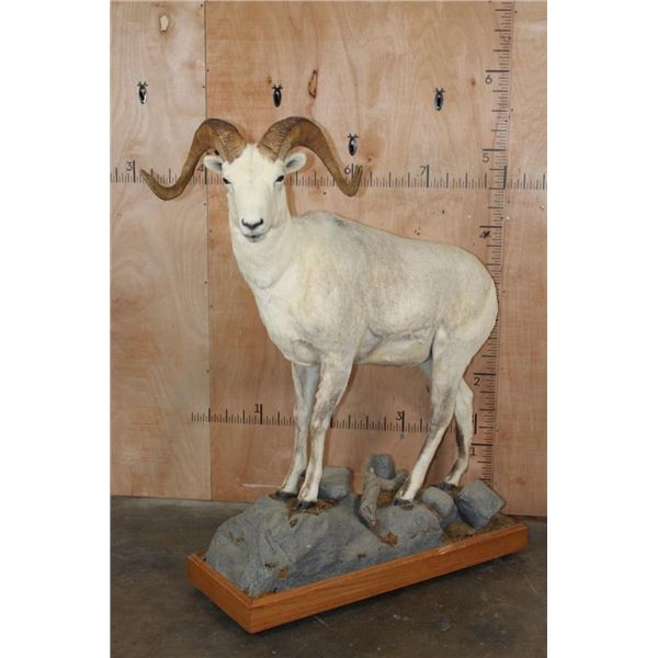 Life-sized FANNIN SHEEP on a Wood Base with Wheels