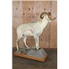 Image 9 : Life-sized FANNIN SHEEP on a Wood Base with Wheels