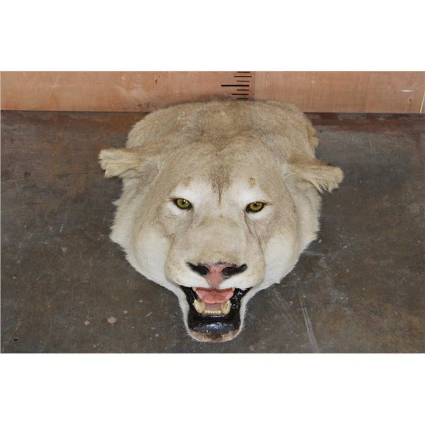 *TEXAS RESIDENTS ONLY* AFRICAN LIONESS Mounted Head