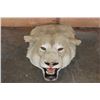 Image 1 : *TEXAS RESIDENTS ONLY* AFRICAN LIONESS Mounted Head