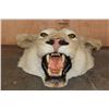 Image 2 : *TEXAS RESIDENTS ONLY* AFRICAN LIONESS Mounted Head