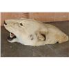 Image 3 : *TEXAS RESIDENTS ONLY* AFRICAN LIONESS Mounted Head