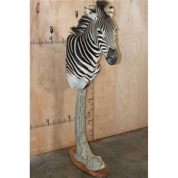 ZEBRA on a Wood Pedestal Base