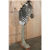Image 1 : ZEBRA on a Wood Pedestal Base