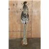 Image 2 : ZEBRA on a Wood Pedestal Base