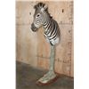 Image 3 : ZEBRA on a Wood Pedestal Base