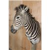 Image 4 : ZEBRA on a Wood Pedestal Base