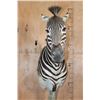Image 5 : ZEBRA on a Wood Pedestal Base