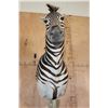 Image 6 : ZEBRA on a Wood Pedestal Base