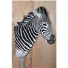 Image 7 : ZEBRA on a Wood Pedestal Base