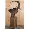 Image 3 : XXL SABLE Pedestal Mount
