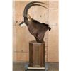 Image 4 : XXL SABLE Pedestal Mount