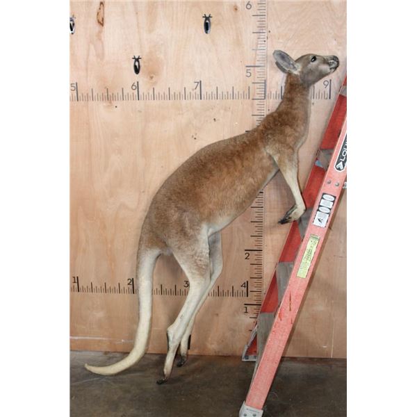 Life-sized RED KANGAROO with No Base (3/4" Male Receiver)