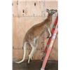 Image 1 : Life-sized RED KANGAROO with No Base (3/4" Male Receiver)