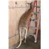 Image 2 : Life-sized RED KANGAROO with No Base (3/4" Male Receiver)
