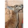 Image 3 : Life-sized RED KANGAROO with No Base (3/4" Male Receiver)