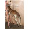 Image 6 : Life-sized RED KANGAROO with No Base (3/4" Male Receiver)