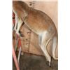 Image 9 : Life-sized RED KANGAROO with No Base (3/4" Male Receiver)