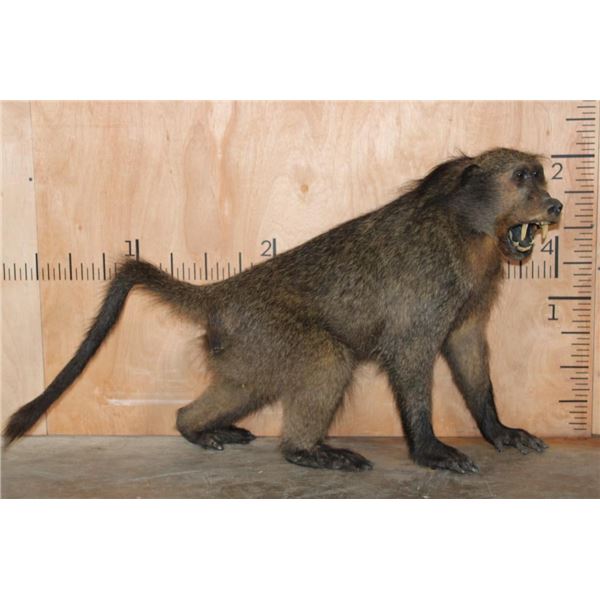 Life-sized Freestanding BABOON