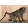Image 1 : Life-sized Freestanding BABOON