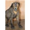 Image 6 : Life-sized Freestanding BABOON