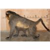 Image 8 : Life-sized Freestanding BABOON