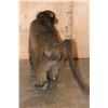 Image 9 : Life-sized Freestanding BABOON
