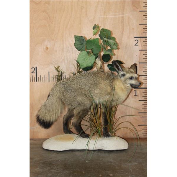 *Rarely Seen* Life-sized BAT-EARED FOX on a Decorative Compact Base