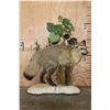 Image 1 : *Rarely Seen* Life-sized BAT-EARED FOX on a Decorative Compact Base
