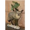 Image 2 : *Rarely Seen* Life-sized BAT-EARED FOX on a Decorative Compact Base
