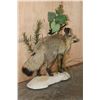 Image 3 : *Rarely Seen* Life-sized BAT-EARED FOX on a Decorative Compact Base