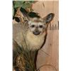 Image 4 : *Rarely Seen* Life-sized BAT-EARED FOX on a Decorative Compact Base