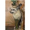 Image 5 : *Rarely Seen* Life-sized BAT-EARED FOX on a Decorative Compact Base