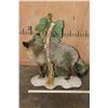 Image 8 : *Rarely Seen* Life-sized BAT-EARED FOX on a Decorative Compact Base