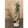 Image 9 : *Rarely Seen* Life-sized BAT-EARED FOX on a Decorative Compact Base