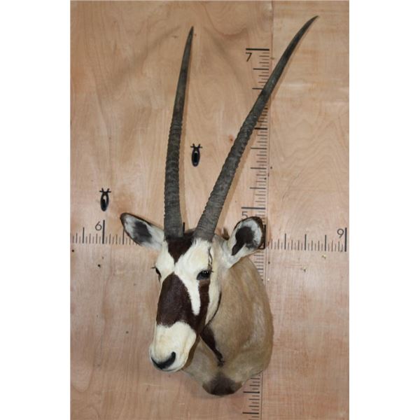 Largest GEMSBOK Shoulder Mount in the Sale!