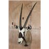 Image 1 : Largest GEMSBOK Shoulder Mount in the Sale!