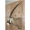 Image 2 : Largest GEMSBOK Shoulder Mount in the Sale!
