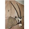 Image 3 : Largest GEMSBOK Shoulder Mount in the Sale!