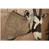 Image 4 : Largest GEMSBOK Shoulder Mount in the Sale!