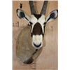 Image 5 : Largest GEMSBOK Shoulder Mount in the Sale!