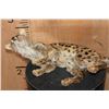 Image 10 : Life-sized GENET CAT on Short Wires (No Base)