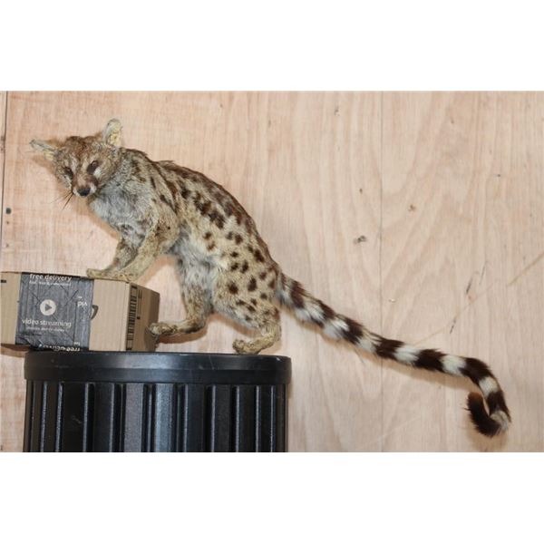 Life-sized GENET CAT on Short Wires (No Base)