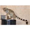 Image 1 : Life-sized GENET CAT on Short Wires (No Base)