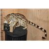 Image 2 : Life-sized GENET CAT on Short Wires (No Base)