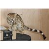 Image 3 : Life-sized GENET CAT on Short Wires (No Base)