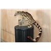 Image 4 : Life-sized GENET CAT on Short Wires (No Base)
