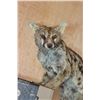 Image 6 : Life-sized GENET CAT on Short Wires (No Base)