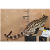 Image 8 : Life-sized GENET CAT on Short Wires (No Base)
