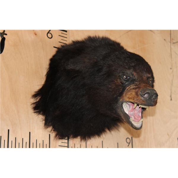 Snarling BLACK BEAR Shoulder Mount